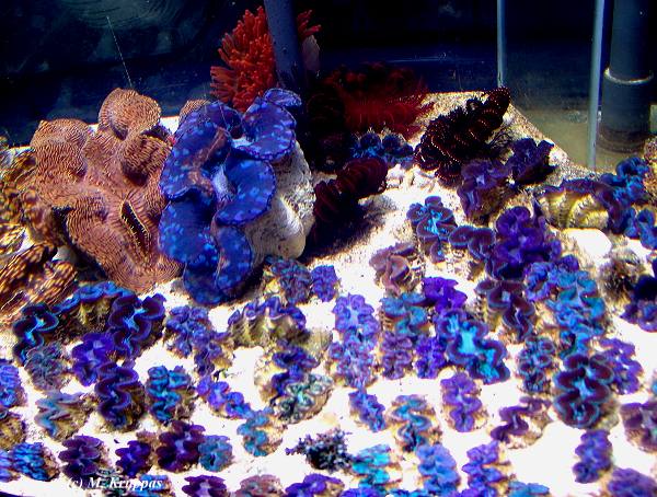 Mrdermuscheln so weit das Auge reicht, am Stand von C. Schuhmacher auf der Interzoo 2004