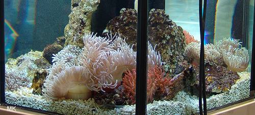 viele Anemonen ...