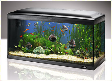 Cayman 110 Professional = 230 L Aquarium