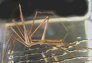 Seespinne