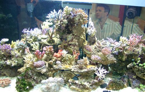 Das Steinkorallenbecken von Korallen-Zucht Coburg auf der Interzoo 2004