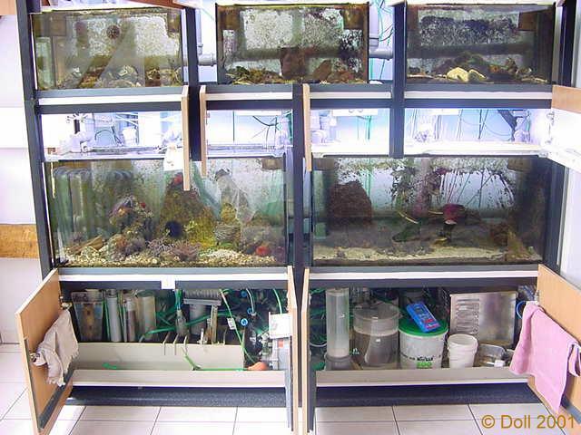 Fnf schne Mittelmeer Aquarien mit vielen interessanten Tieren!
