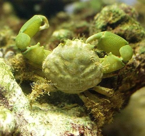 Mithraculus sculptus