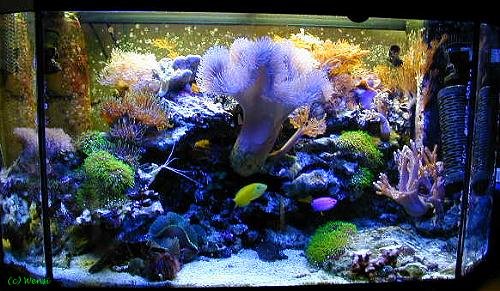 Mein Aquarium 2000