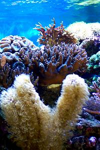 Korallenansicht in der Mitte meines Aquarium