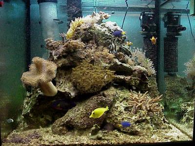Mein Aquarium 2000