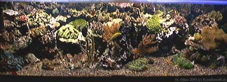 Das Aquarium auf 190 cm Breite mit dunklem Bodengrund :-(