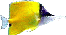 Ein Fuchsgesicht * Informationen, Tips, Erfahrungsberichte, Chat, Forum, Verein, Meeresaquaristik, MeerwasserLEXIKON, Produktdatenbank, Aquaristik Flohmarkt, Serviceseite, Webringe
