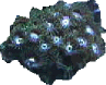 Rhrenkoralle
