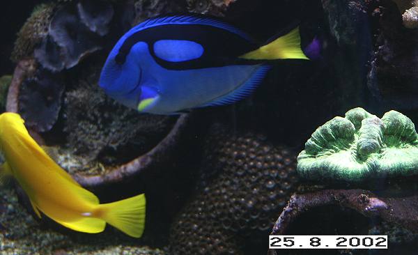 Palettendoktor zusammen mit dem gelben Doktorfisch