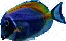 Ein Weikehldoktor  Informationen, Tips, Erfahrungsberichte, Chat, Forum, Verein, Meeresaquaristik, Meerwasser <br><img SRC=
